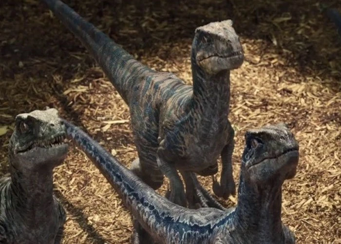 Велоцирапторы на самом деле были очень маленькими динозаврами, размером не больше индейки.
