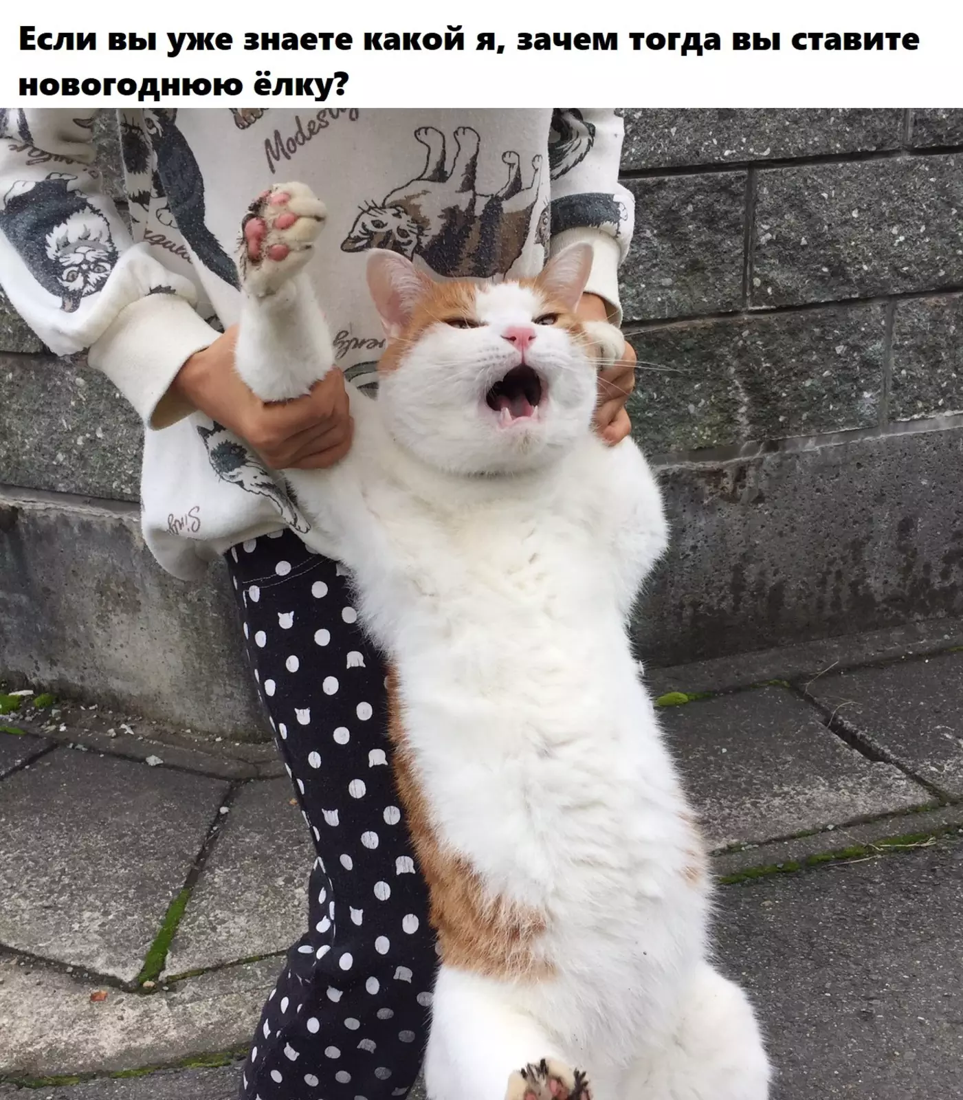 Сами виноваты. Сами виноваты.