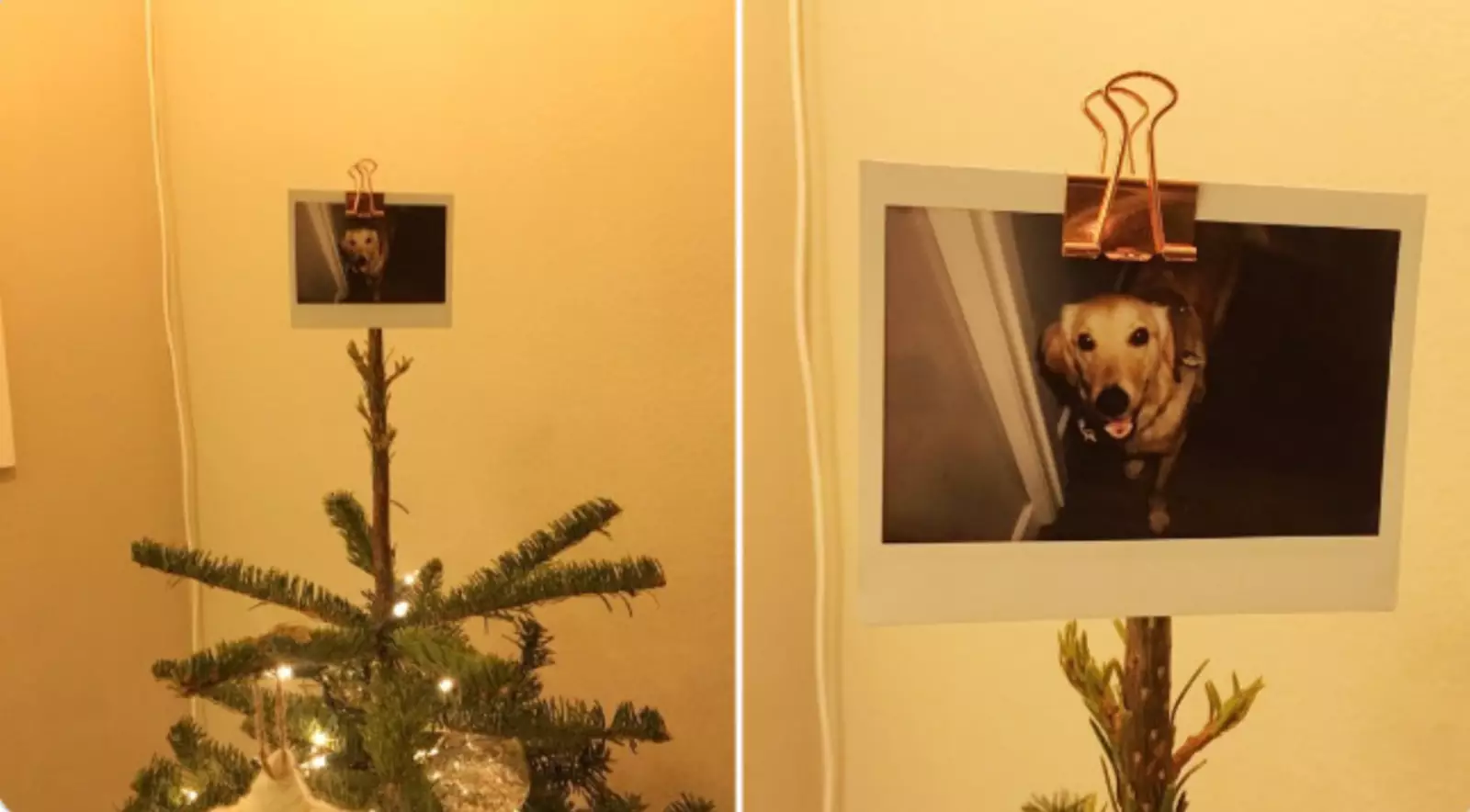 Моя настоящая звезда. Моя настоящая звезда.