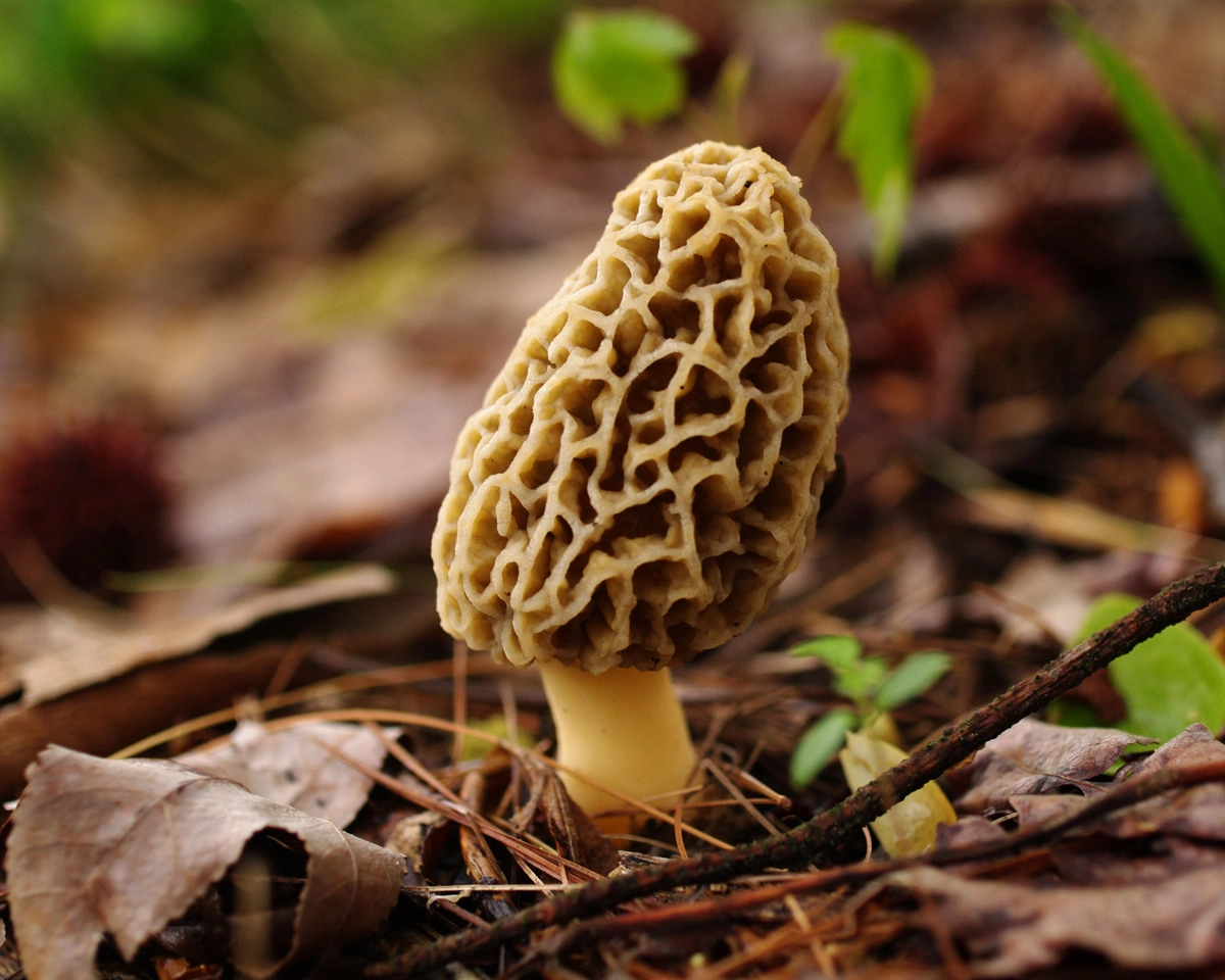 Ранние грибы (сморчки, строчки и т. д.) относятся к категории условно съедобных