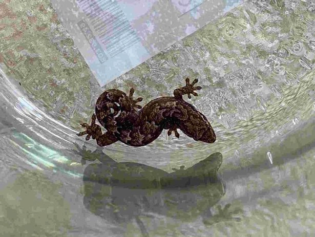 Обычно гекконы обитают в теплом и влажном климате, поэтому остается загадкой, как именно рептилия попала в растение