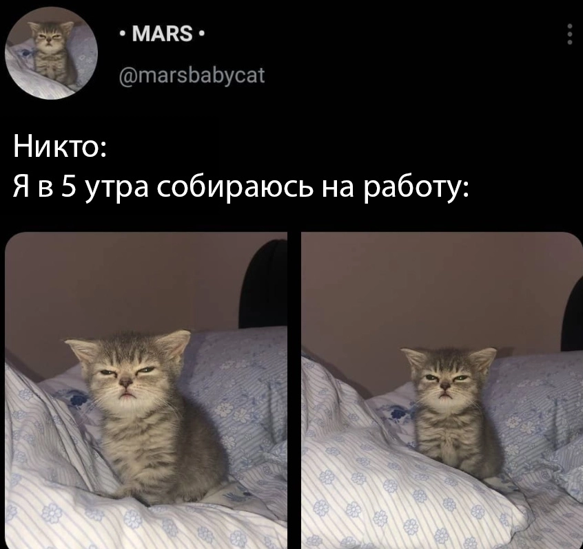 Каждый узнает себя в котике