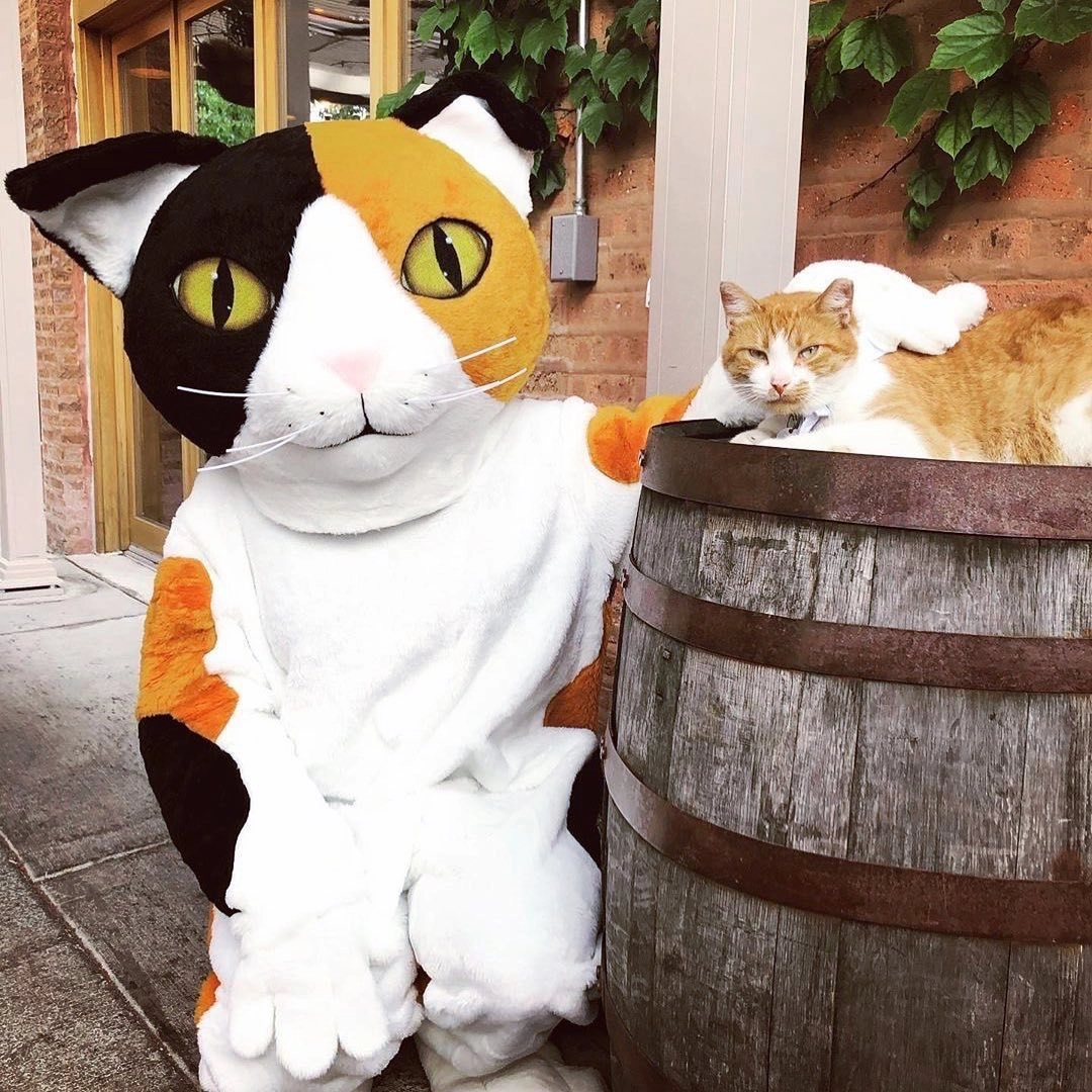 Сотрудники Tree House Humane Society помещают двух или трех стерилизованных кошек в жилые или коммерческие помещения, где возникают проблемы с крысами Сотрудники Tree House Humane Society помещают двух или трех стерилизованных кошек в жилые или коммерческие помещения, где возникают проблемы с крысами