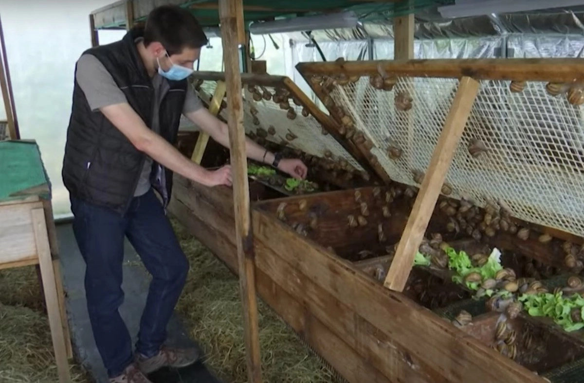 Для изготовления брусков мыла Дэмиен использует слизь улиток Для изготовления брусков мыла Дэмиен использует слизь улиток