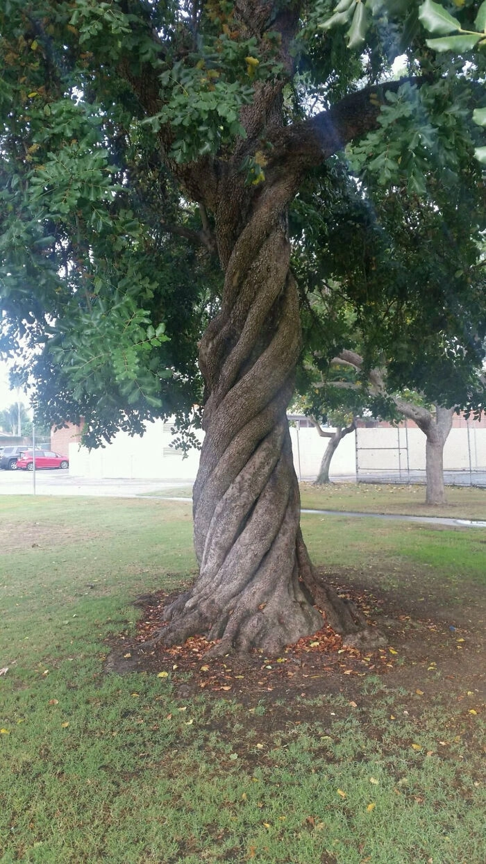 Идеальное извилистое дерево. 