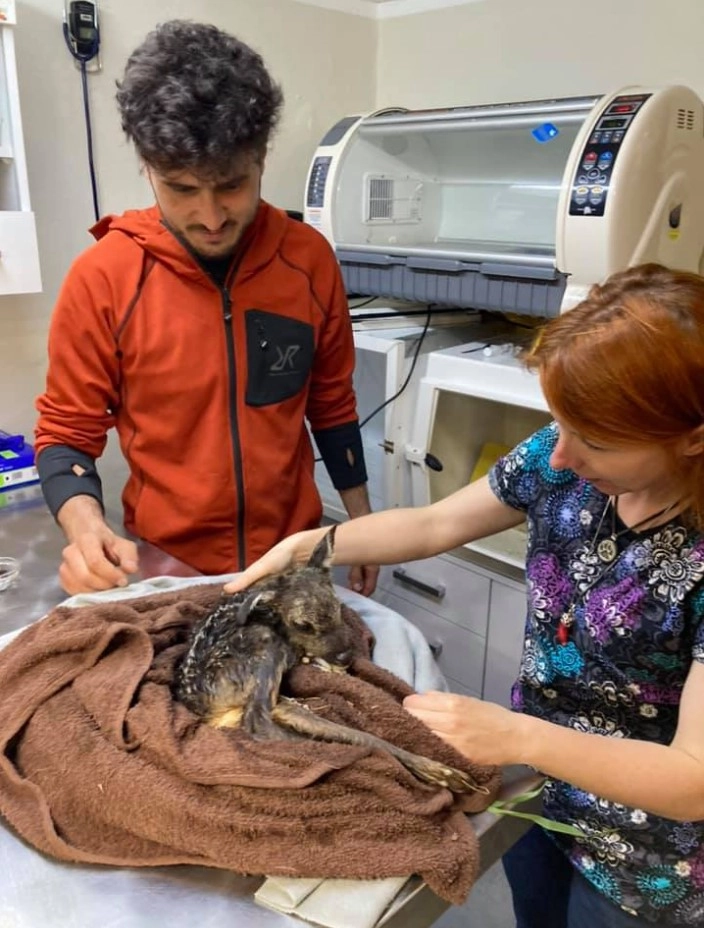 Кроху завернули в одело и отвезли центр спасения диких животных «Mysikrol Ik Foundation Кроху завернули в одело и отвезли центр спасения диких животных «Mysikrol Ik Foundation