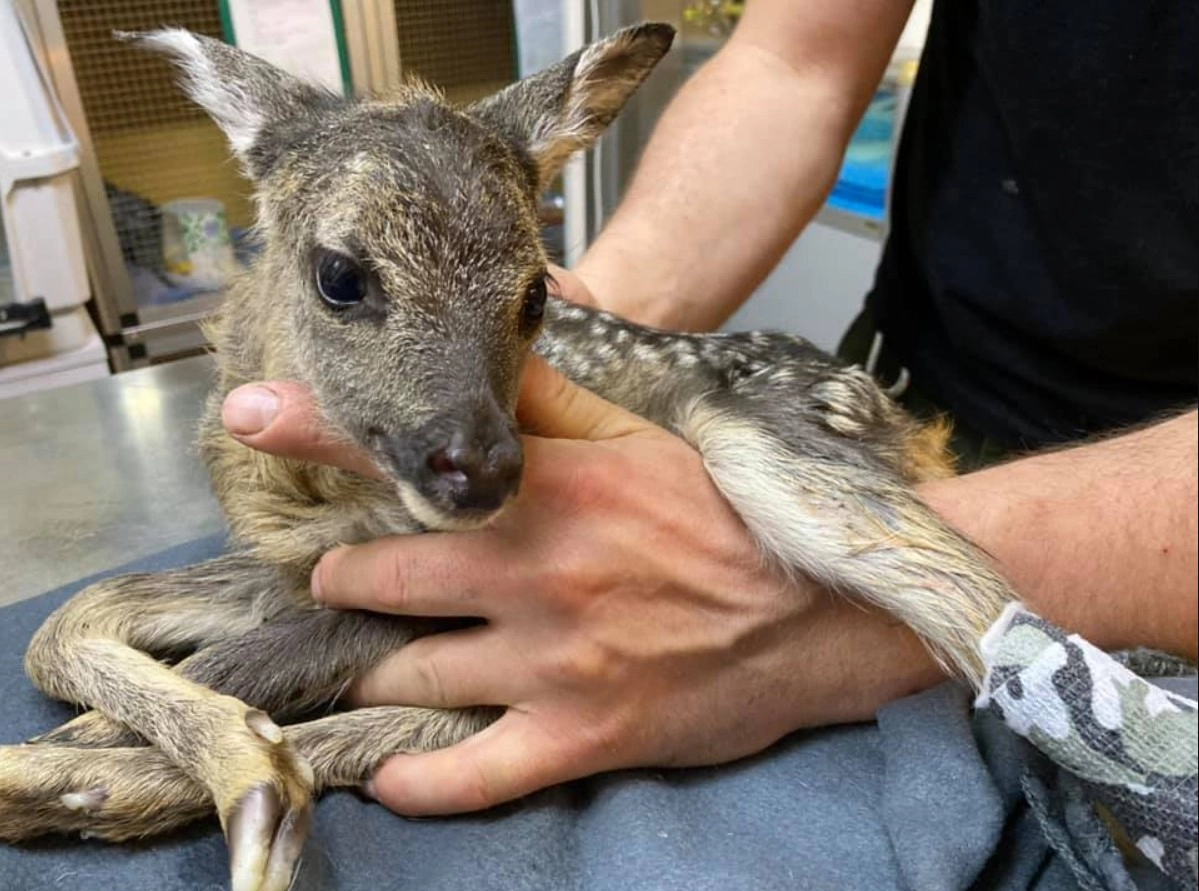 Олененок, которого назвали Иа, постепенно идет на поправку Олененок, которого назвали Иа, постепенно идет на поправку