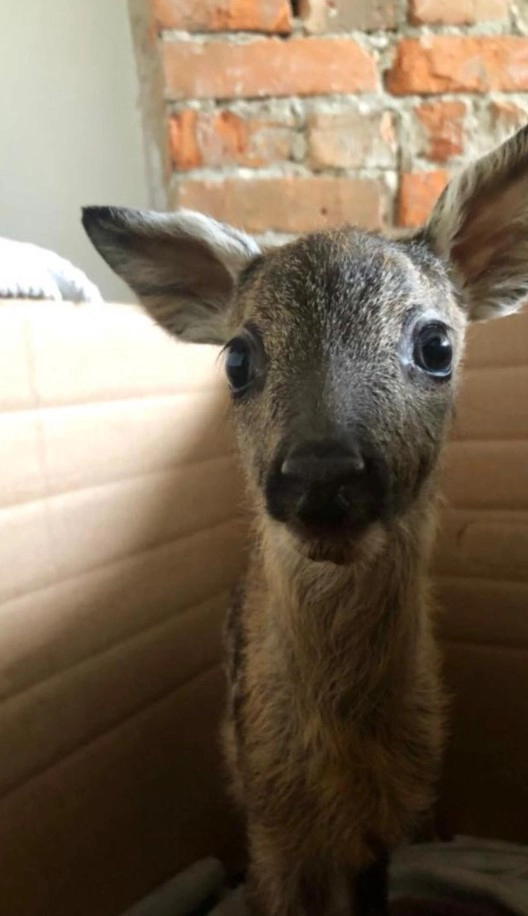Сейчас малыш хорошо ест и с любопытством оглядывает все вокруг себя Сейчас малыш хорошо ест и с любопытством оглядывает все вокруг себя