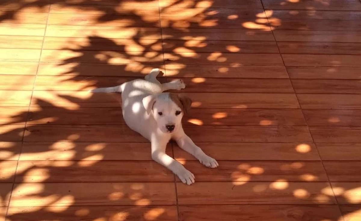 Брошенный щенок нашел идеальную семью Брошенный щенок нашел идеальную семью