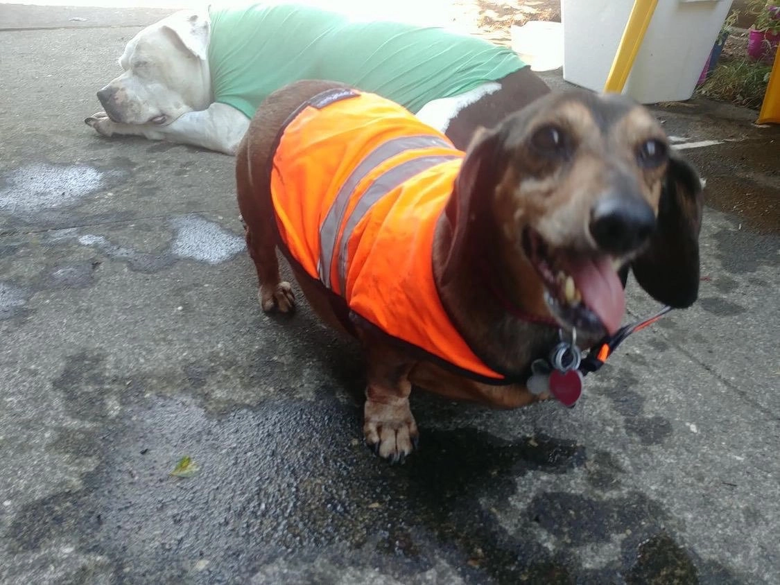 Охлаждающие жилеты спасают пёсилей отжары