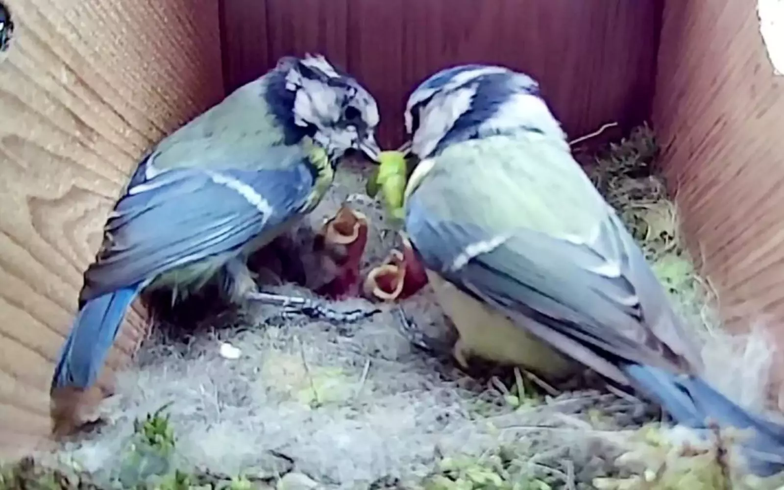 «Я решил сделать один короткий видеоролик видеоролик, чтобы показать, как птицы вьют гнездо, высиживают яйца и кормят птенцов». «Я решил сделать один короткий видеоролик видеоролик, чтобы показать, как птицы вьют гнездо, высиживают яйца и кормят птенцов».