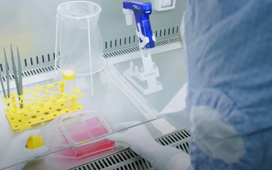 Чтобы сделать образец новой кожи, сначала берутся неповрежденные кожные клетки человека, которые затем «выращиваются» в лаборатории.