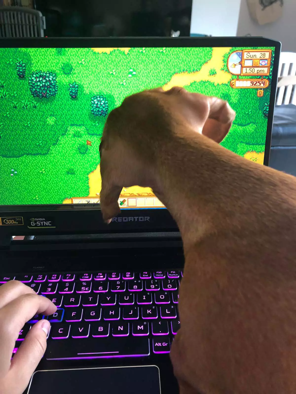 Это не рука, а собака. Это не рука, а собака.