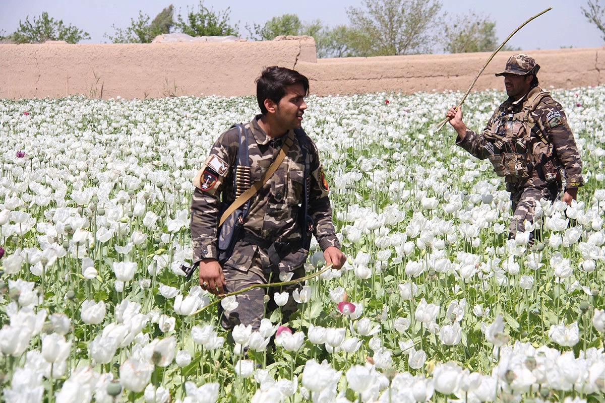 Афганские национальные силы безопасности во время уничтожения макового поля в провинции Гильменд на юге Афганистана
