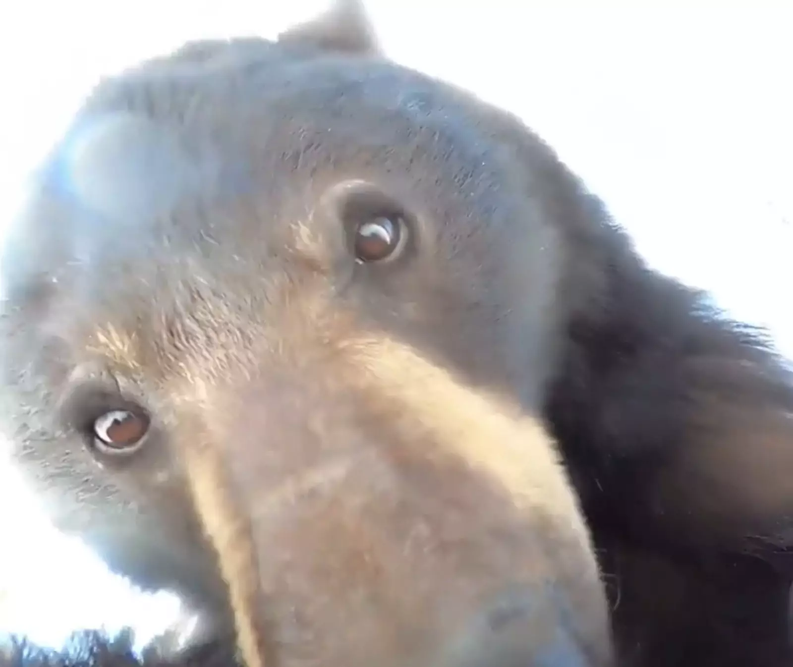 Мохнатый режиссер и оператор. Мохнатый режиссер и оператор.