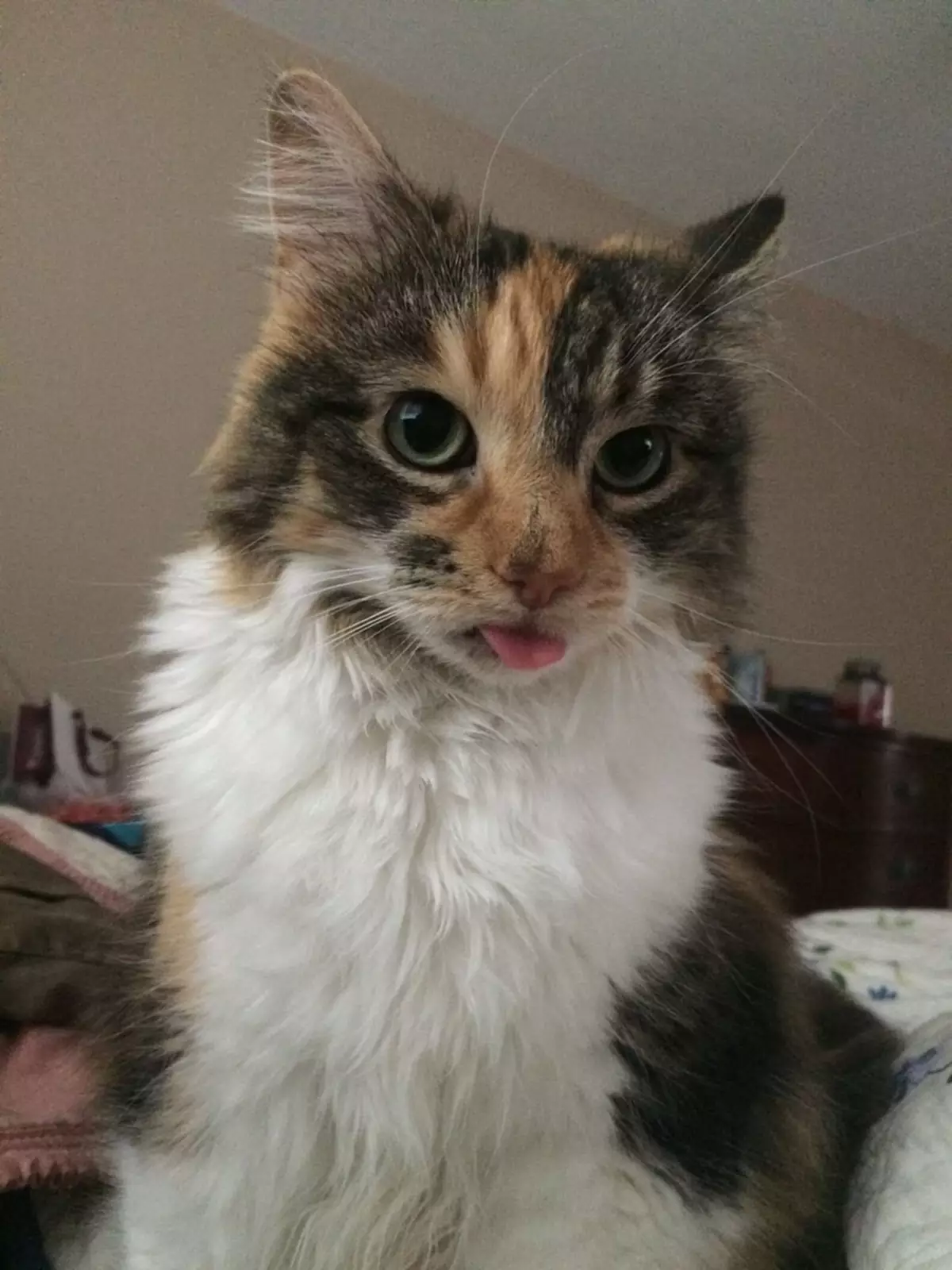 Прежние владельцы отдали Аккодху в приют из-за слишком длинной шерсти, но новые хозяева считали свою котейку идеальной. Прежние владельцы отдали Аккодху в приют из-за слишком длинной шерсти, но новые хозяева считали свою котейку идеальной.