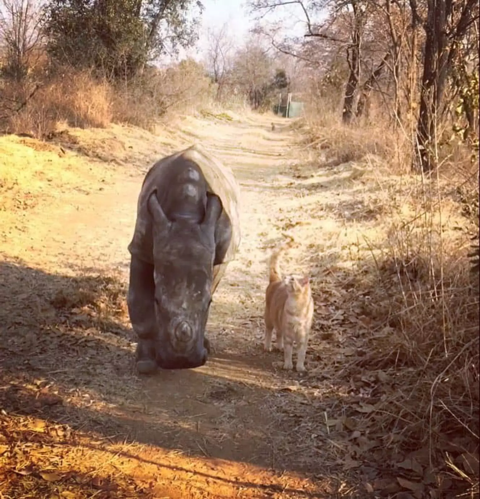 Кот Мьюи и носорог Джамила. Кот Мьюи и носорог Джамила.