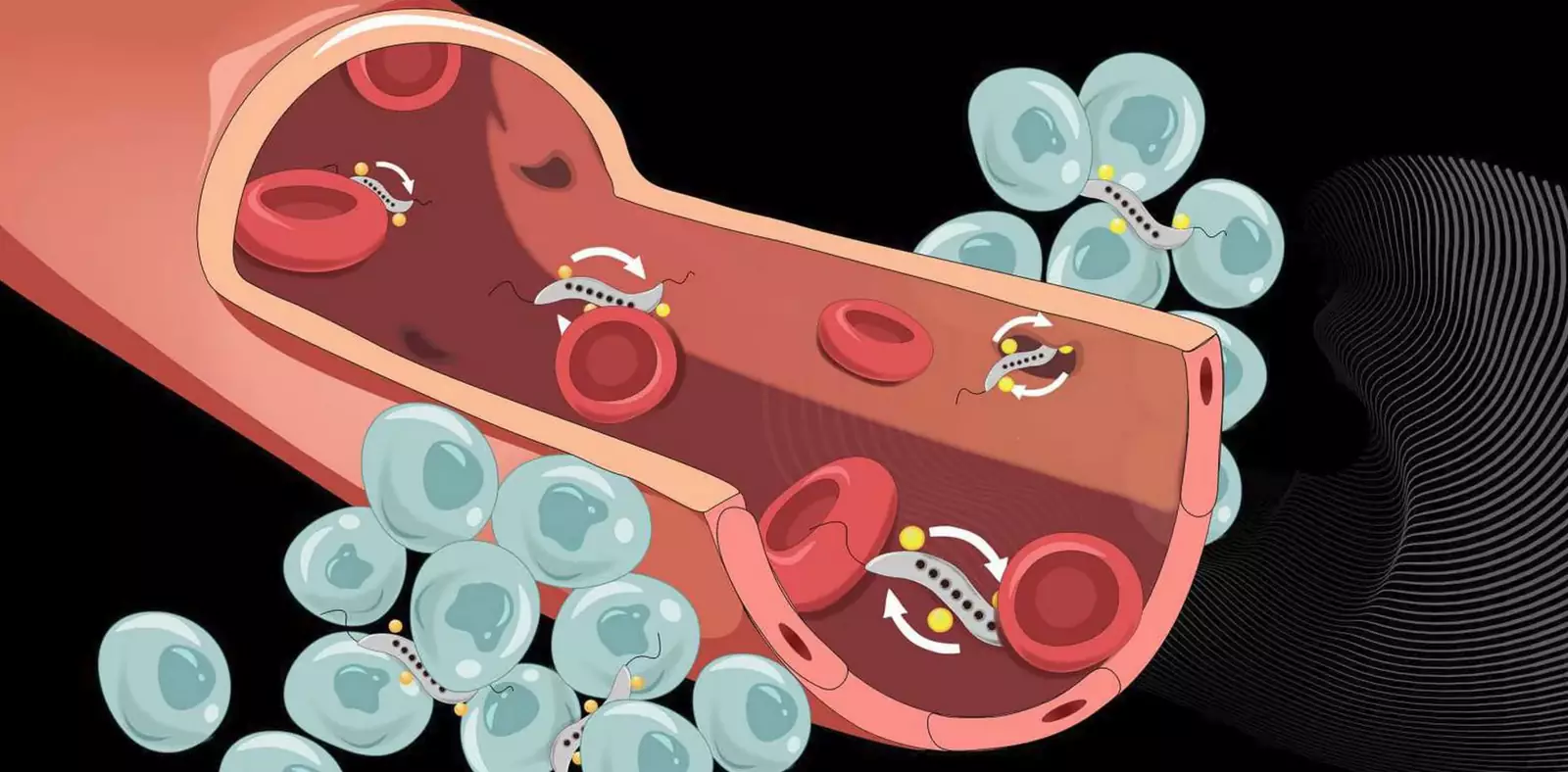 Учёные направили бактерию прямо к раковой опухоли, где она сориентировалась самостоятельно. Учёные направили бактерию прямо к раковой опухоли, где она сориентировалась самостоятельно.