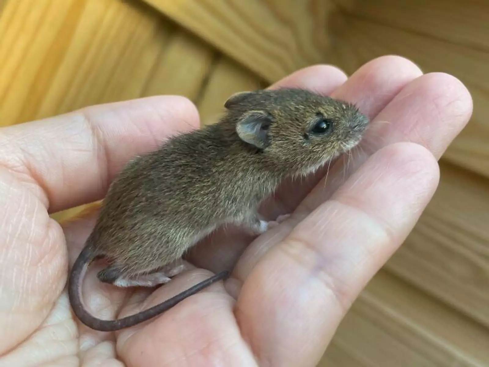 страшная мышь фото