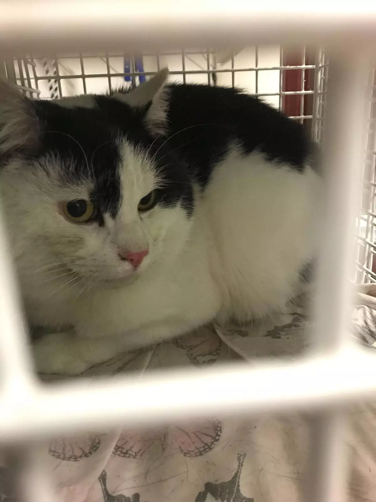 Рут Томас-Коксон не смогла найти хозяев Фредди, поэтому он отправился в приют. Рут Томас-Коксон не смогла найти хозяев Фредди, поэтому он отправился в приют.