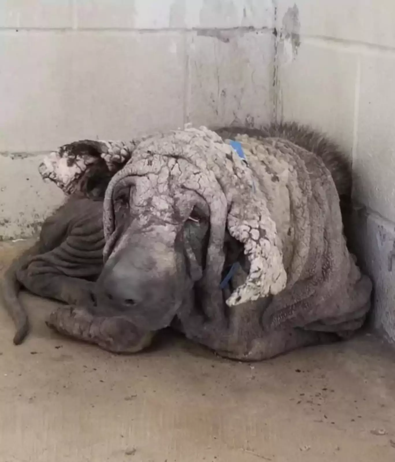 Когда пес по кличке Гринч впервые попал в приют, он больше походил на оживший кусок камня, чем на собаку. Когда пес по кличке Гринч впервые попал в приют, он больше походил на оживший кусок камня, чем на собаку.