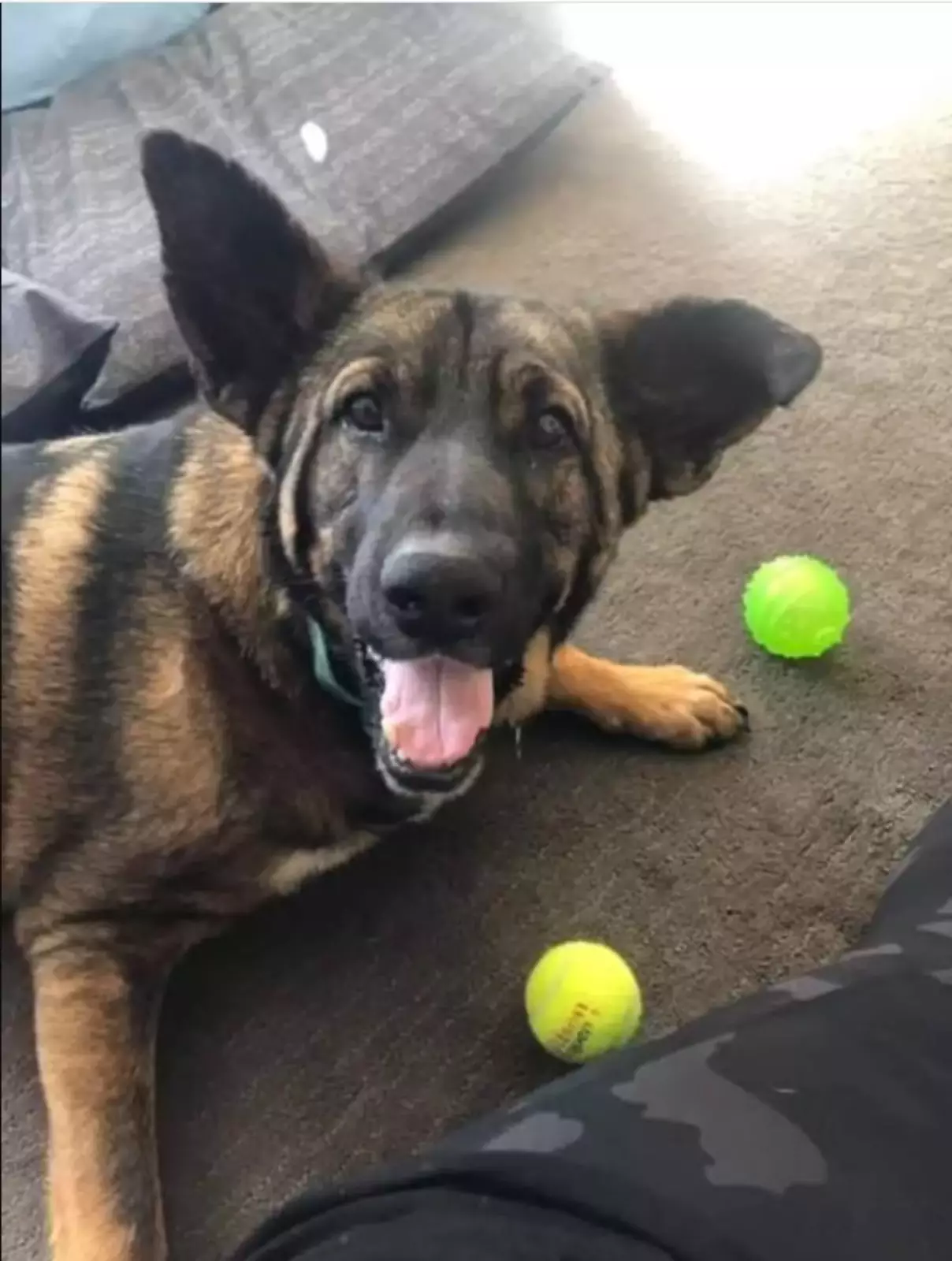 Благодаря любви и заботе пёсиль мгновенно преобразился. Благодаря любви и заботе пёсиль мгновенно преобразился.