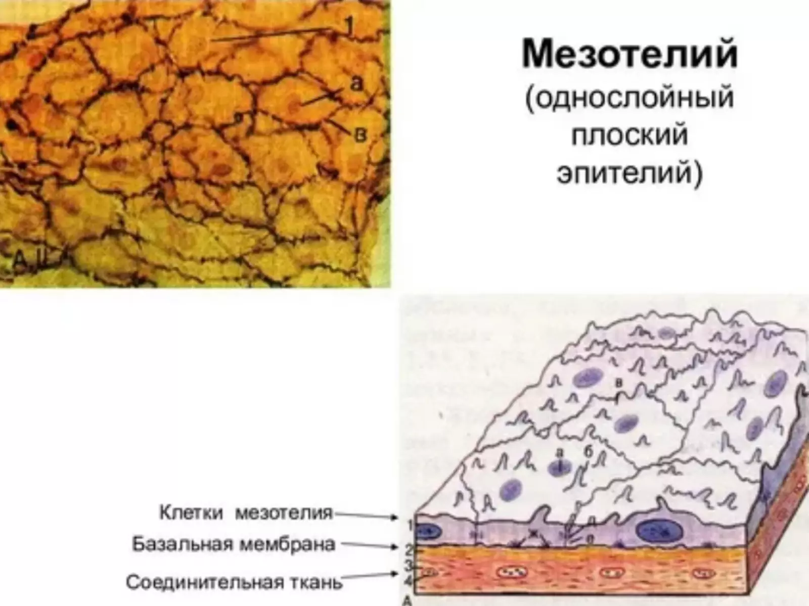Схема мезотелия. Схема мезотелия.