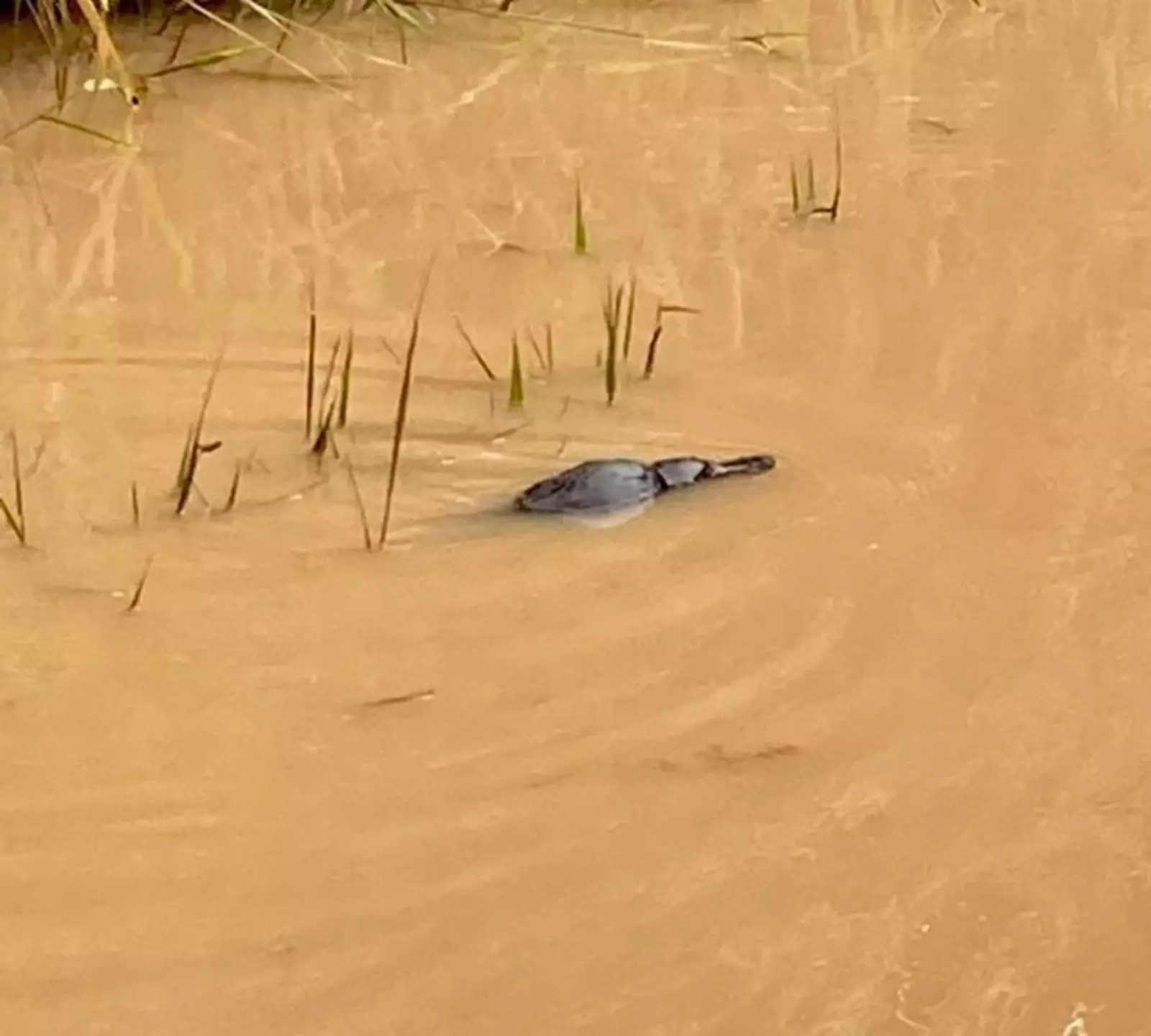 Малыш утконос быстро пришел в себя и уплыл. Малыш утконос быстро пришел в себя и уплыл.