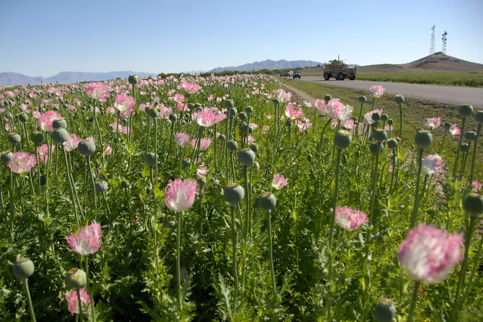 Опиумный мак в Афганистане 