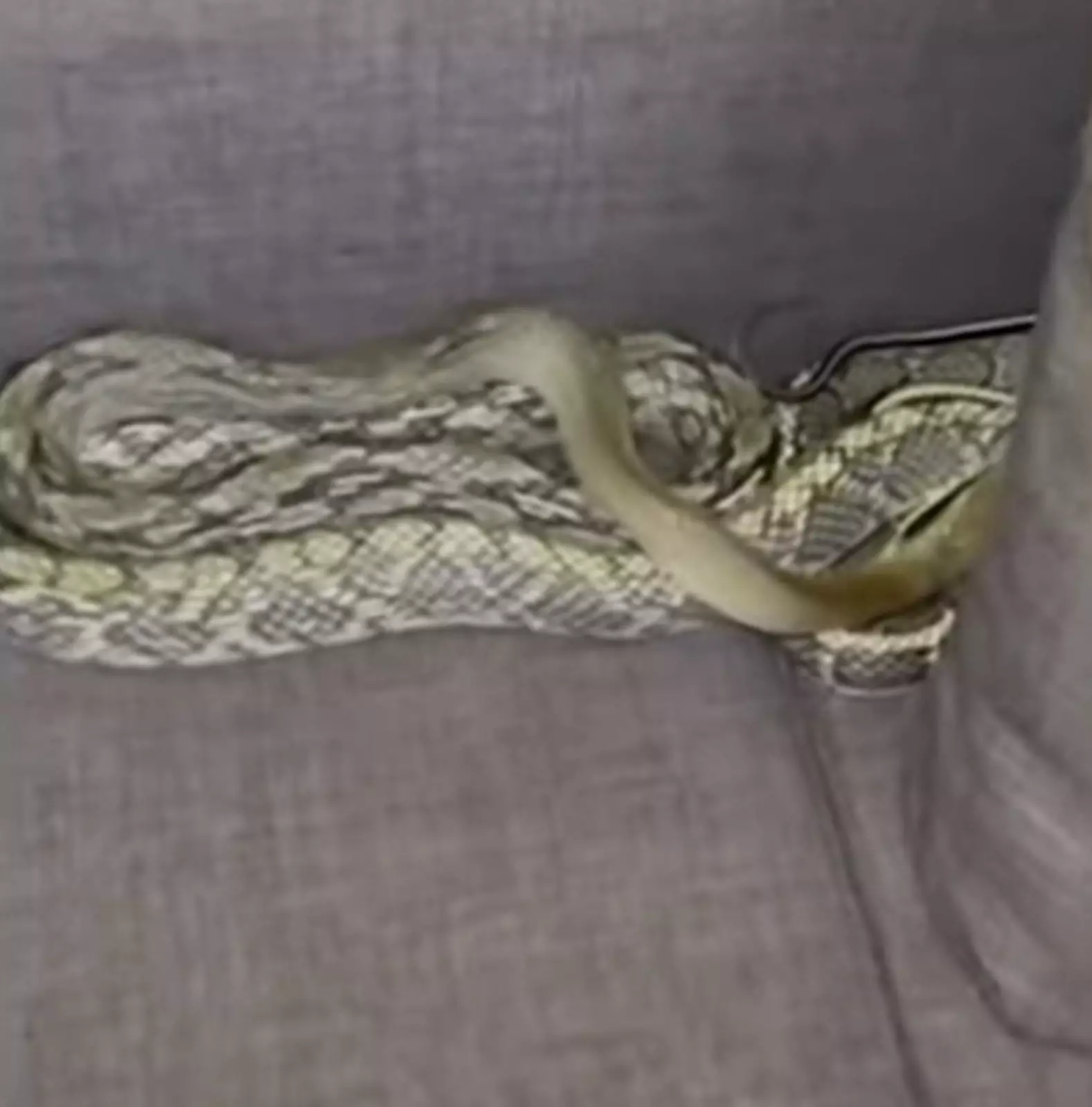 Змея пряталась за одной из диванных подушек. Змея пряталась за одной из диванных подушек.