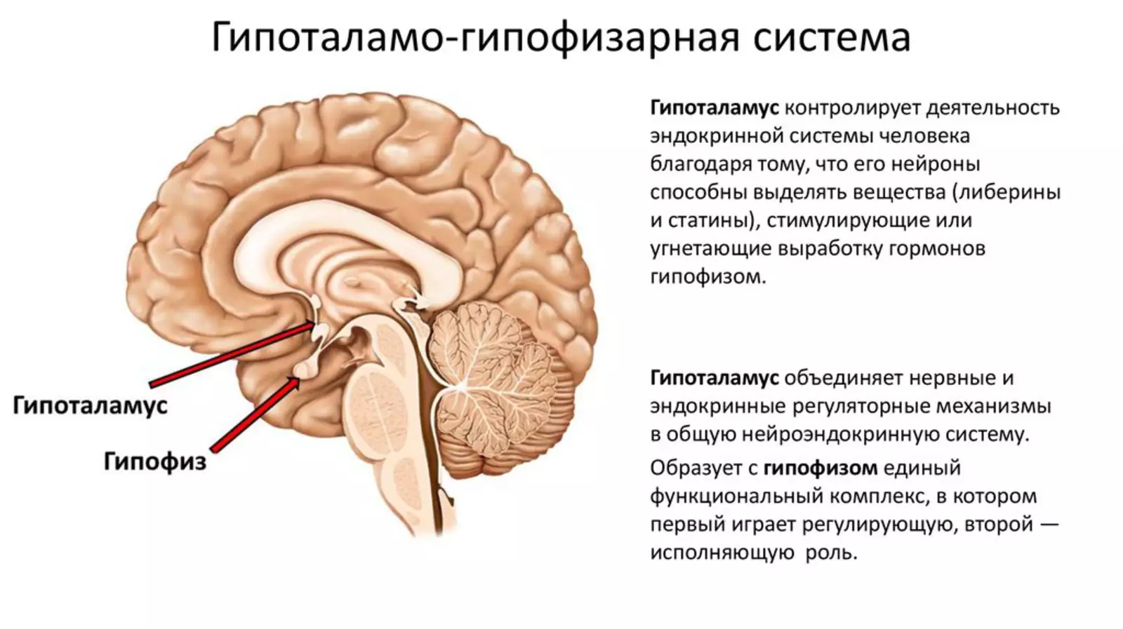 Гипоталамические структуры головного мозга. Гипоталамо-гипофизарная система функции. Гипоталамо-гипофизарная система ее роль. Гипоталамо гипофизарная система гормоны и структура. Структура гипоталамо-гипофизарной системы.