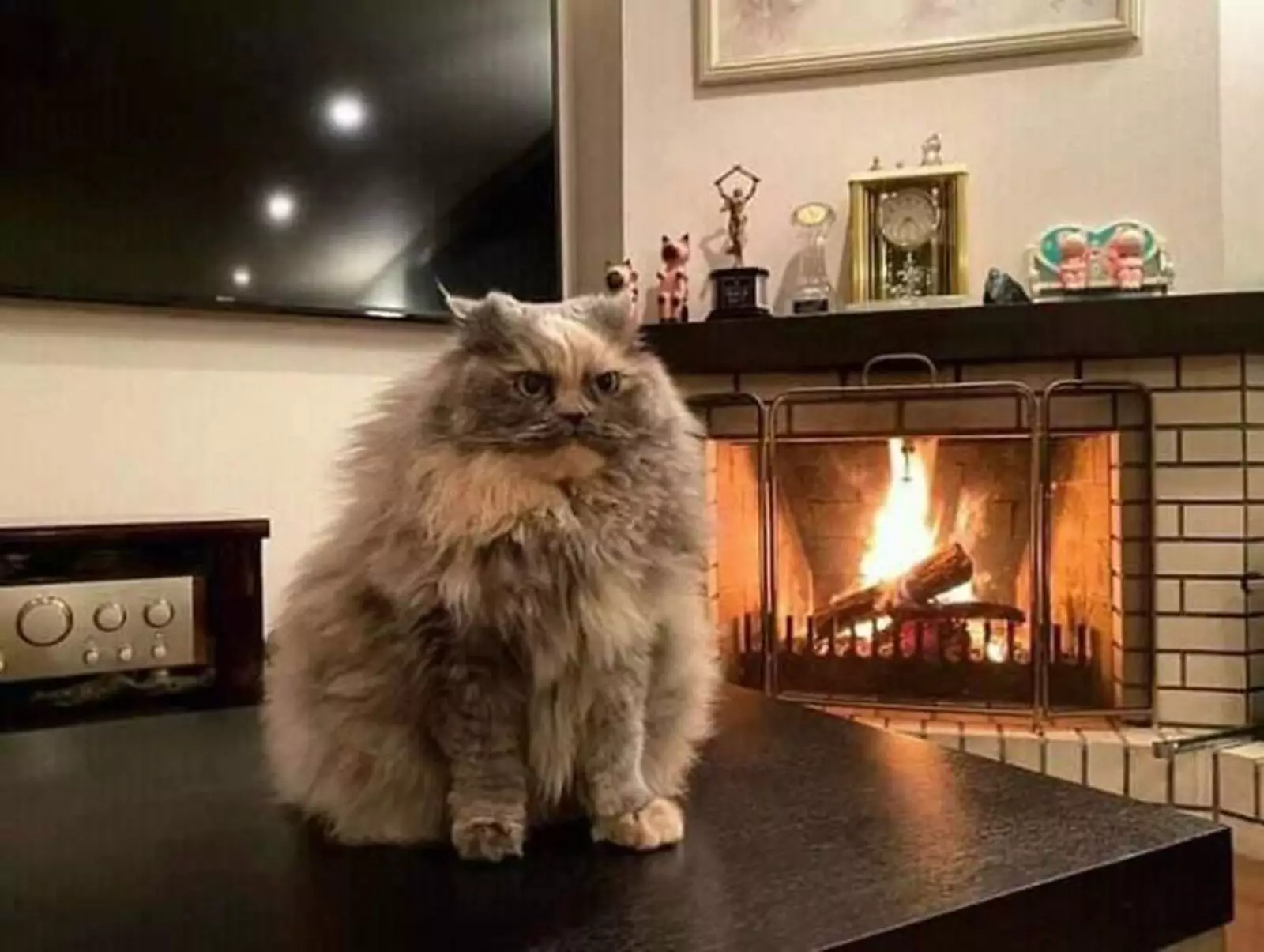 Пушистый шарик недоволен. Пушистый шарик недоволен.