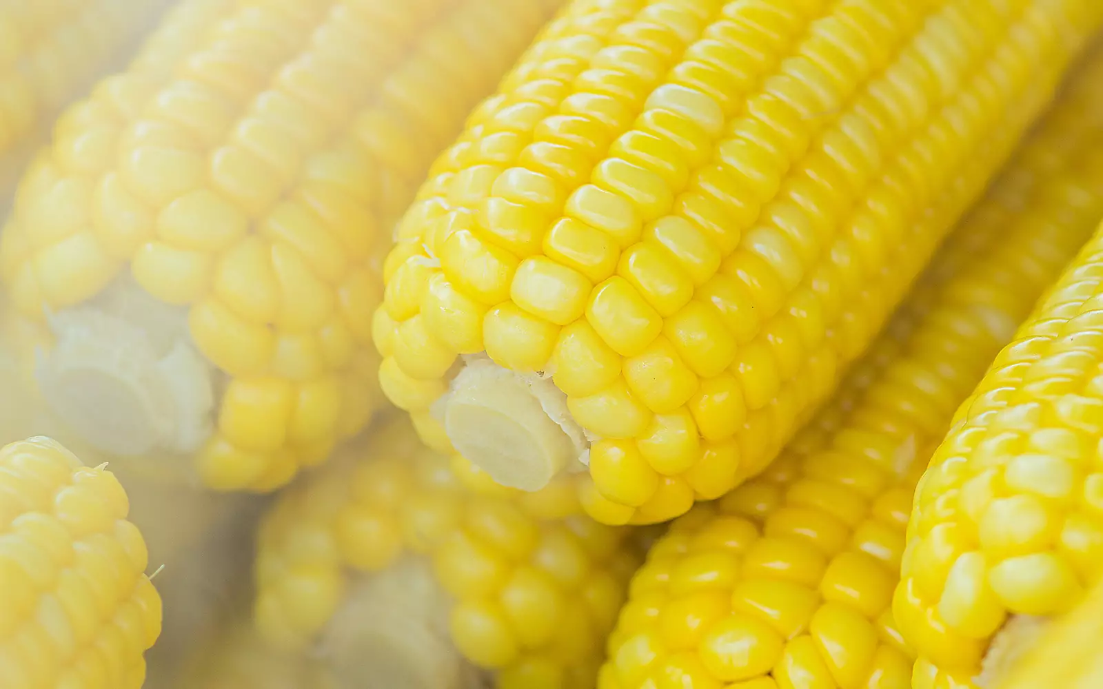 Кукуруза. Кукуруза.