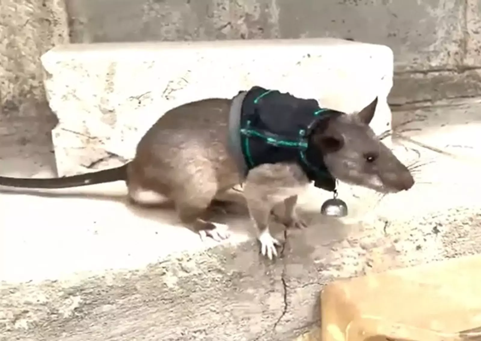 Крысы могут проникать в небольшие пространства, чтобы добраться до жертв, погребенных под обломками. Крысы могут проникать в небольшие пространства, чтобы добраться до жертв, погребенных под обломками.