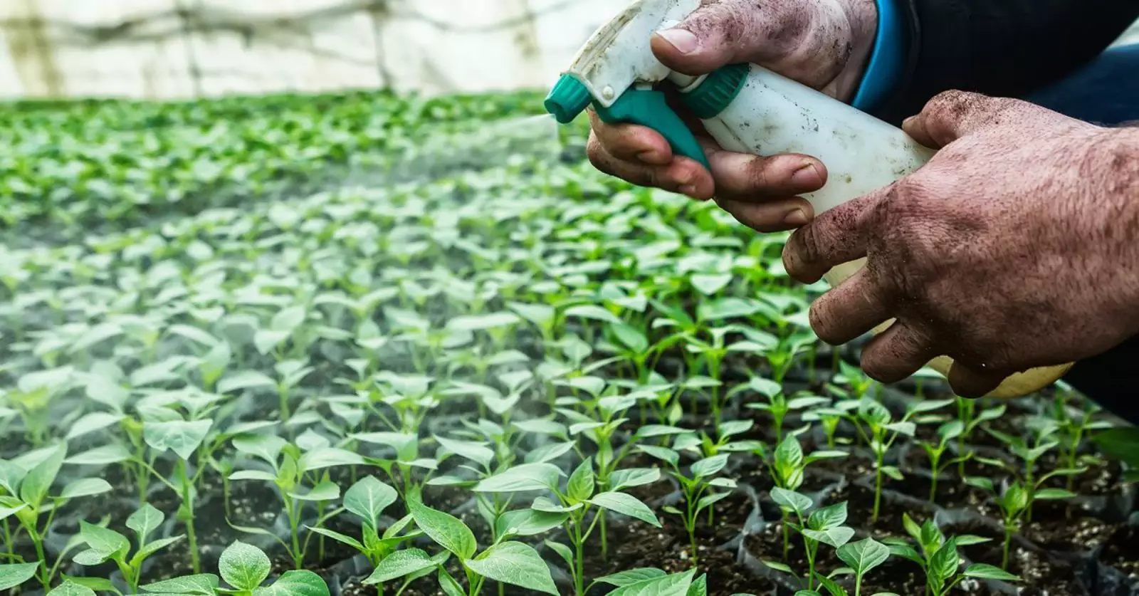 Многие фрукты и овощи обрабатываются крайне токсичными для человека веществами. Многие фрукты и овощи обрабатываются крайне токсичными для человека веществами.