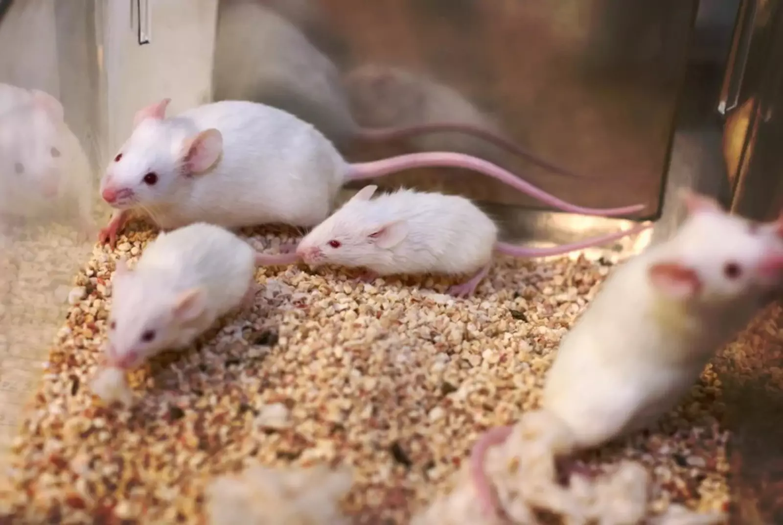 После того, как мышам ввели NCAM1, зверьки продемонстрировали симптомы шизофрении. После того, как мышам ввели NCAM1, зверьки продемонстрировали симптомы шизофрении.