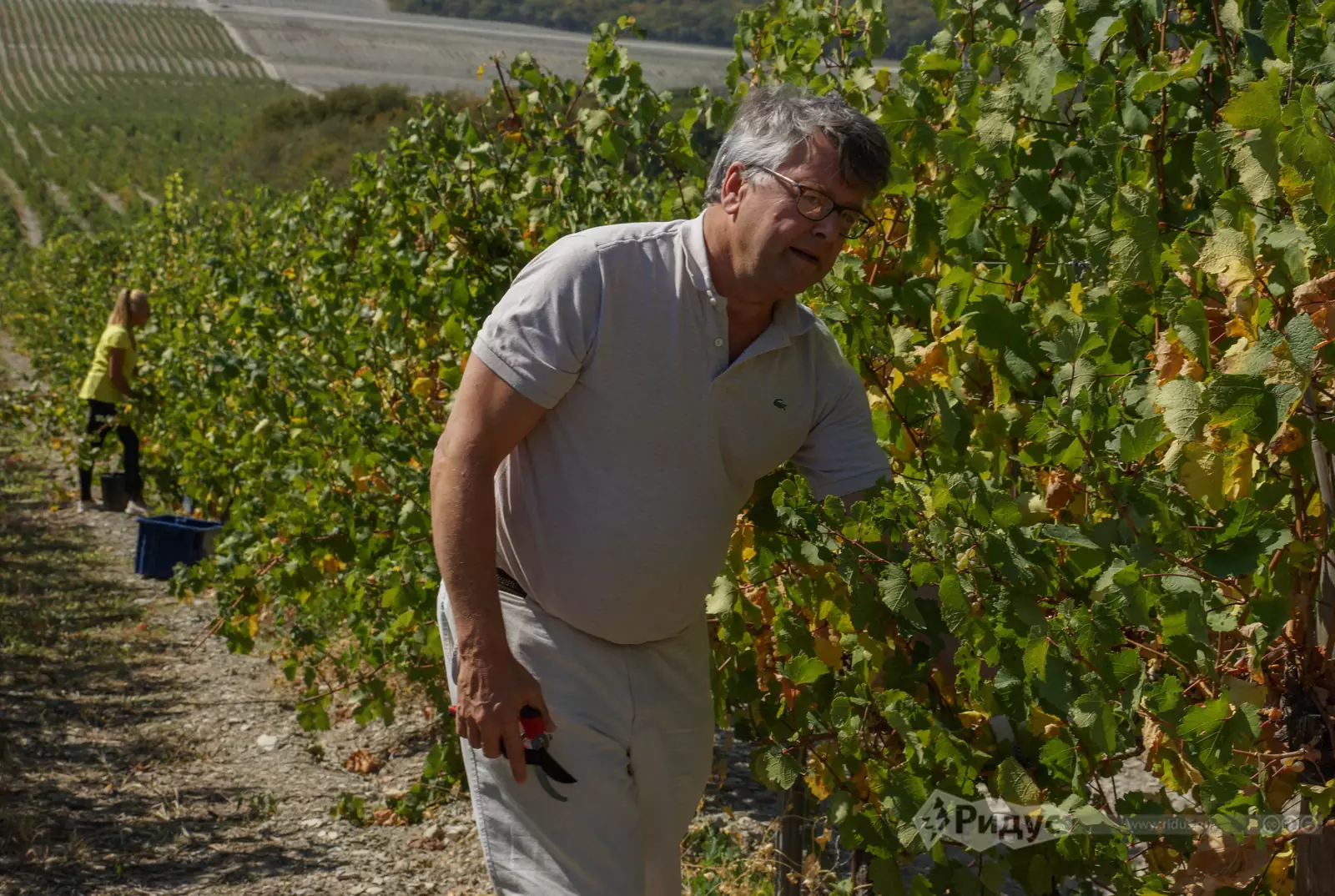 Жорж Бланк на винограднике