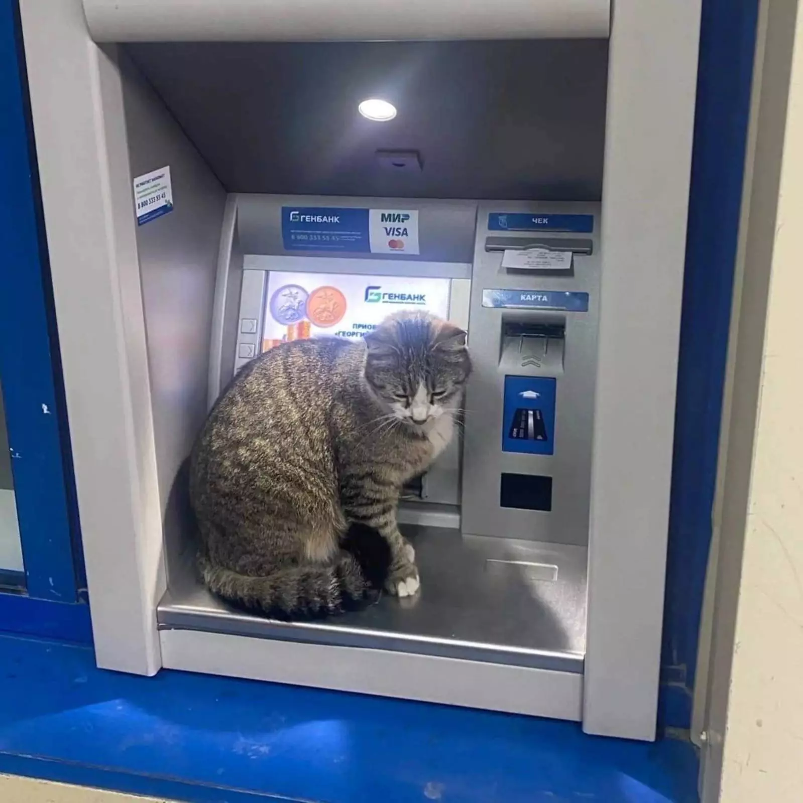 «Для разблокировки введите корм». «Для разблокировки введите корм».