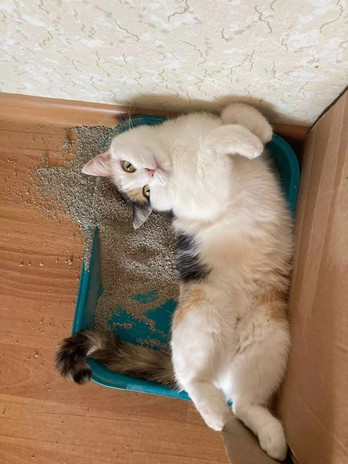 Индивидуальный пляж. Индивидуальный пляж.