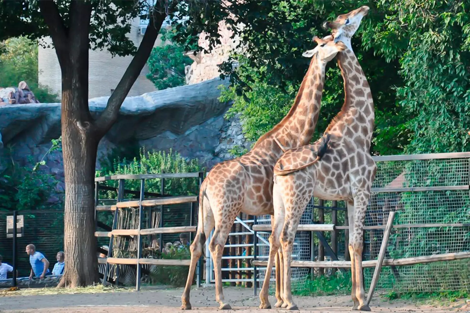 Жирафы в зоопарке