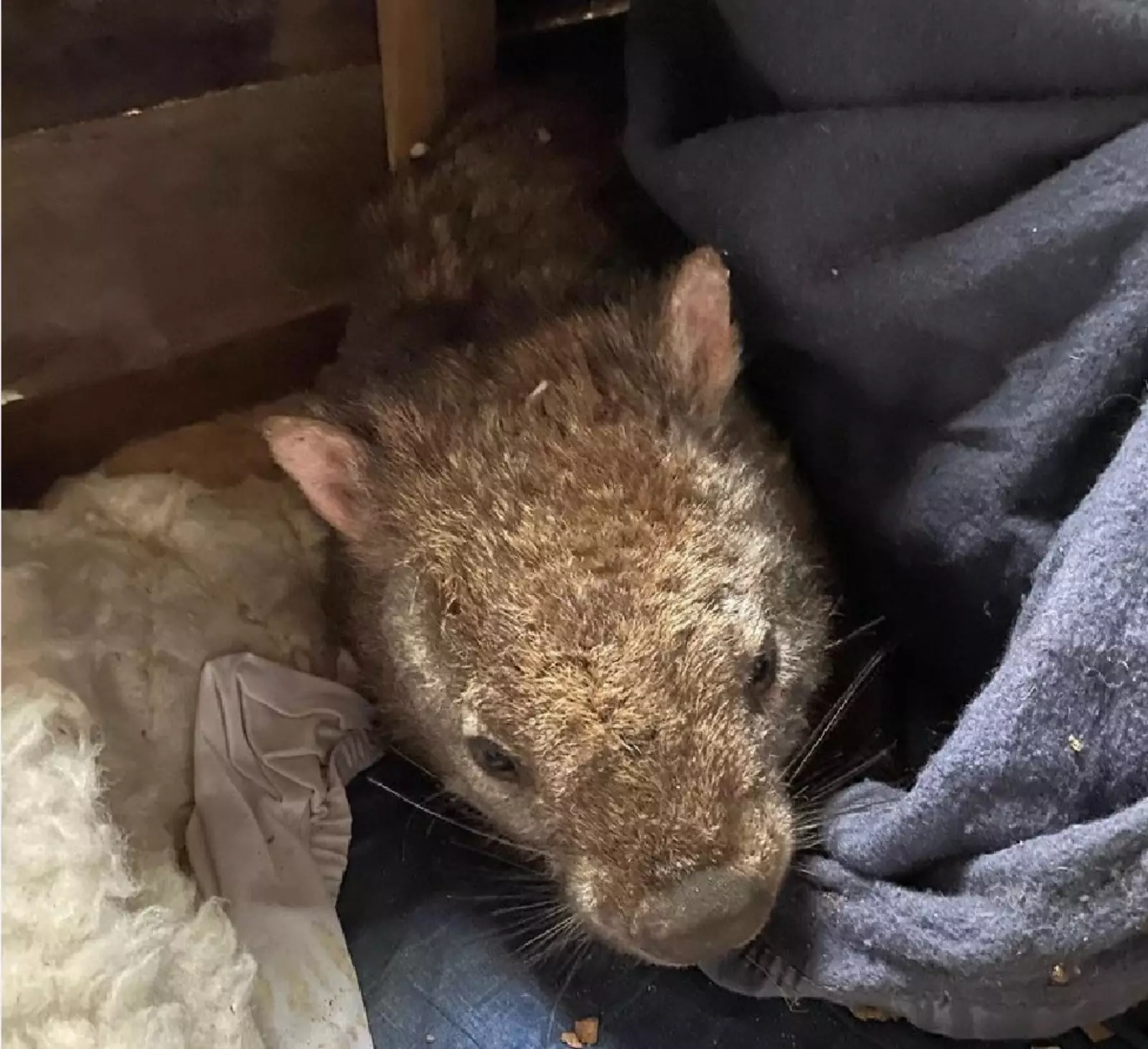 Вомбат. Вомбат.