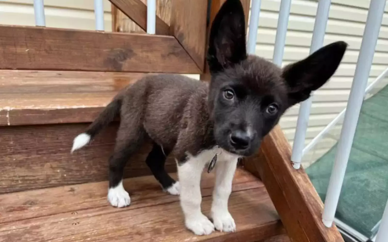 Пока Приорити подрастает и набирается сил, он живет у временных опекунов. Пока Приорити подрастает и набирается сил, он живет у временных опекунов.