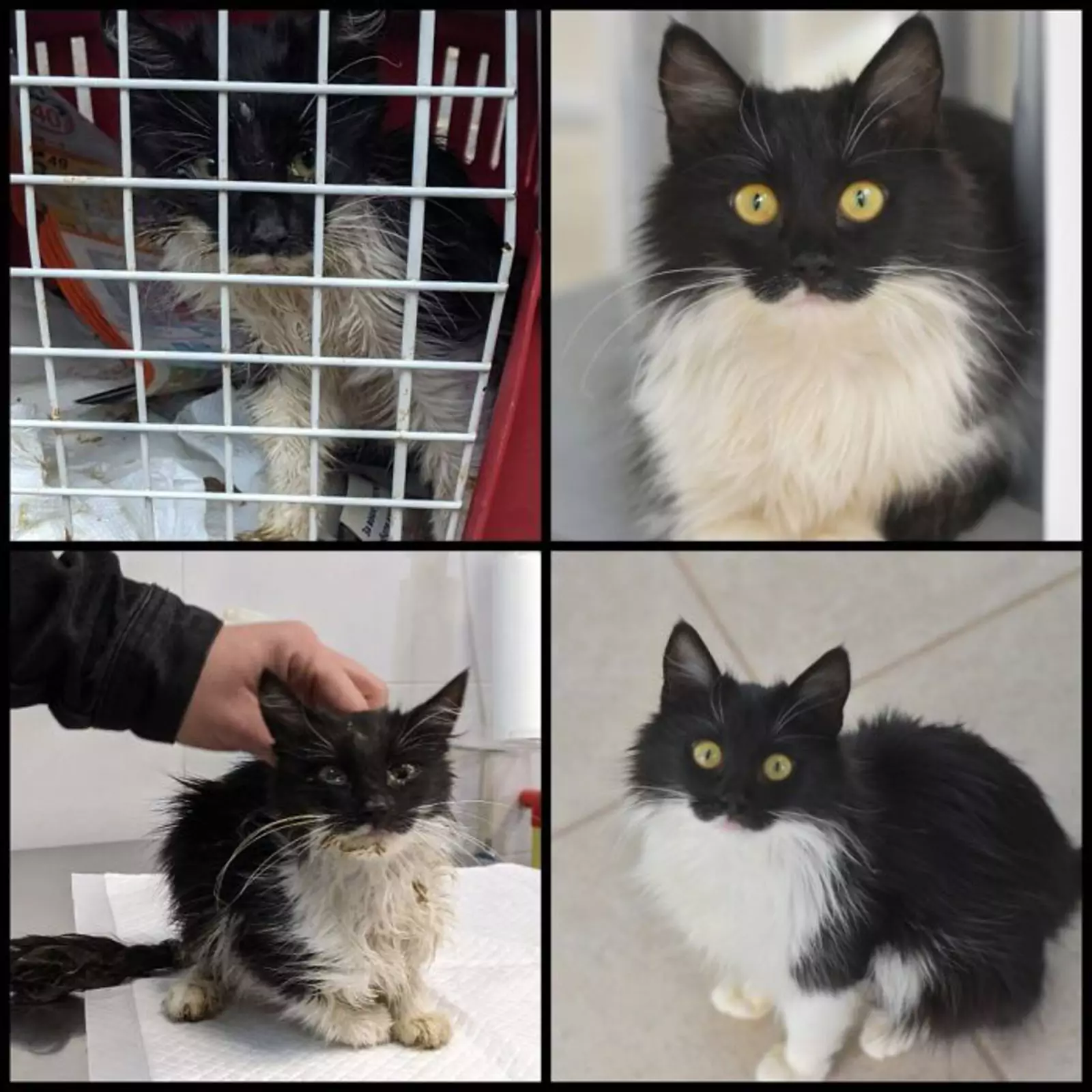 «В прошлом году я усыновила этих ребят».