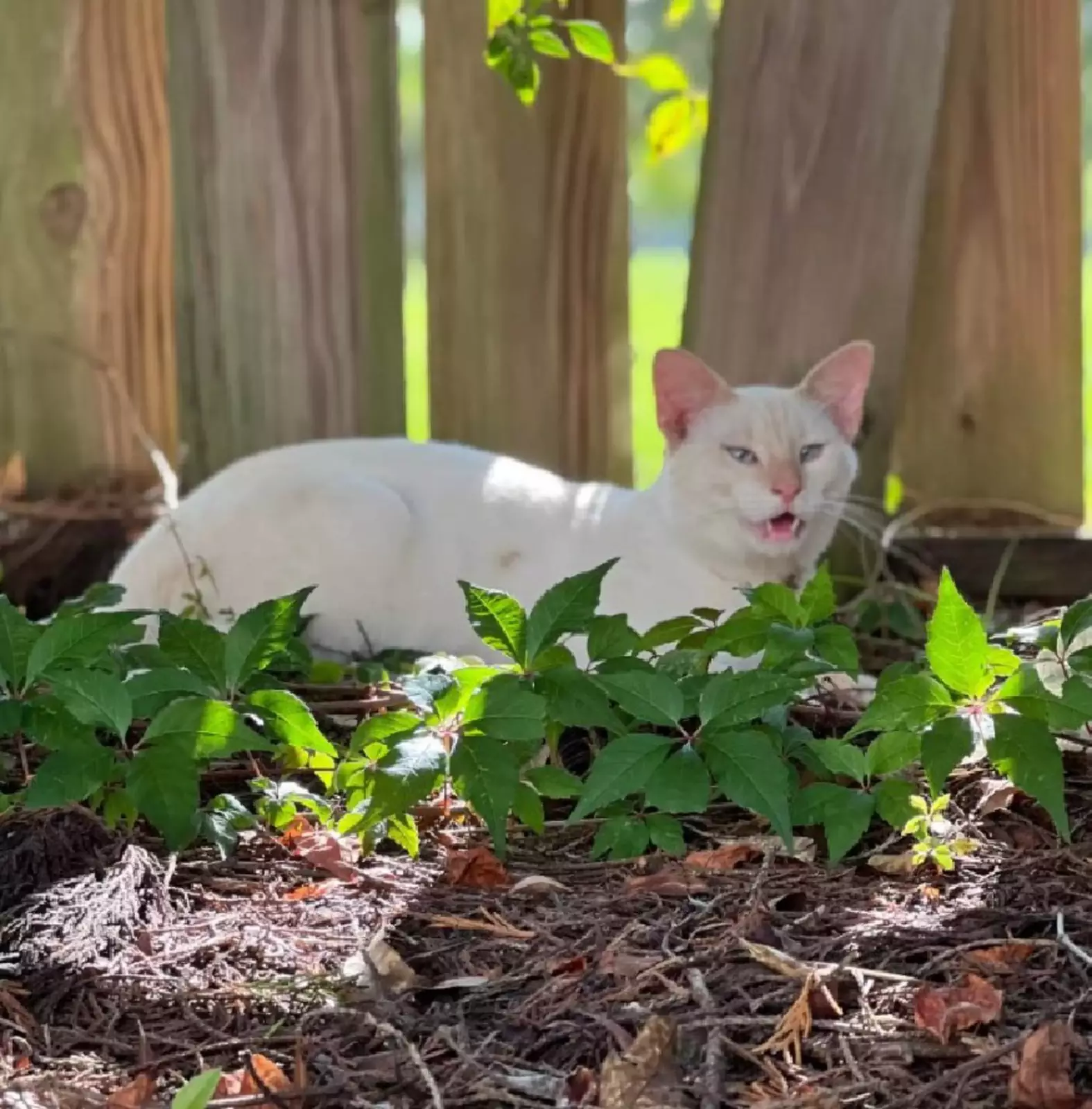 Возможно, когда-нибудь котофей захочет стать домашним, но пока ему нравится оставаться максимально свободным, живя на улице. Возможно, когда-нибудь котофей захочет стать домашним, но пока ему нравится оставаться максимально свободным, живя на улице.