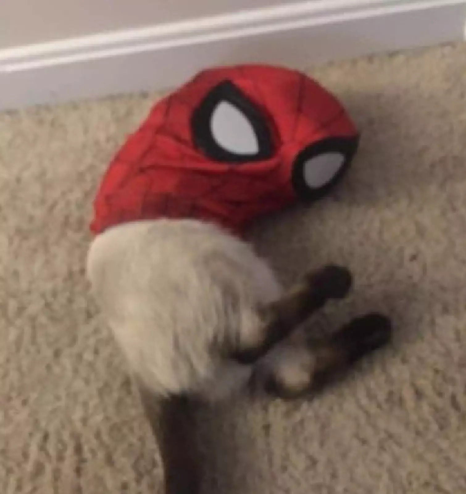 Кот-паук. Кот-паук.