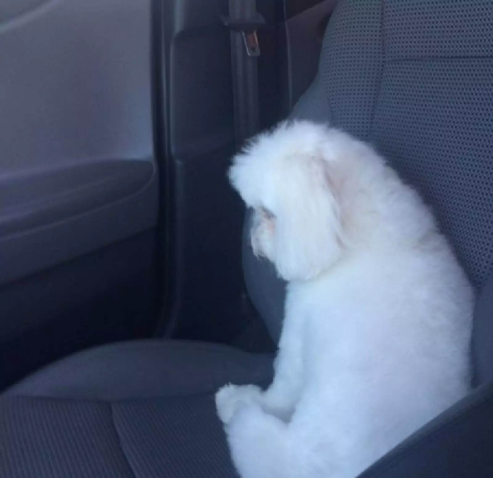 «Моей собаке не понравилось, как ее подстригли». «Моей собаке не понравилось, как ее подстригли».