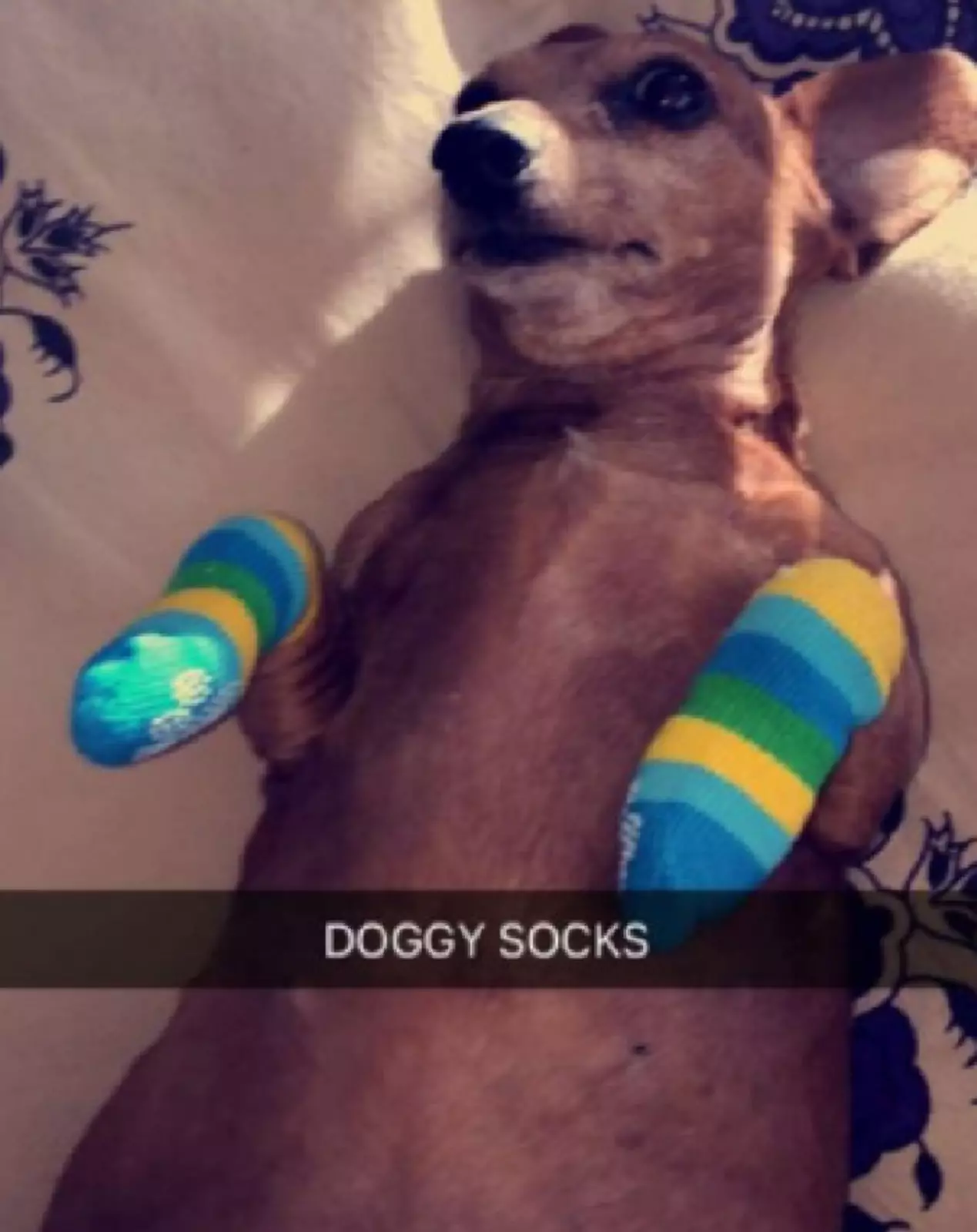 «Кожаная, ты сошла с ума? Собакам не нужны носки». «Кожаная, ты сошла с ума? Собакам не нужны носки».