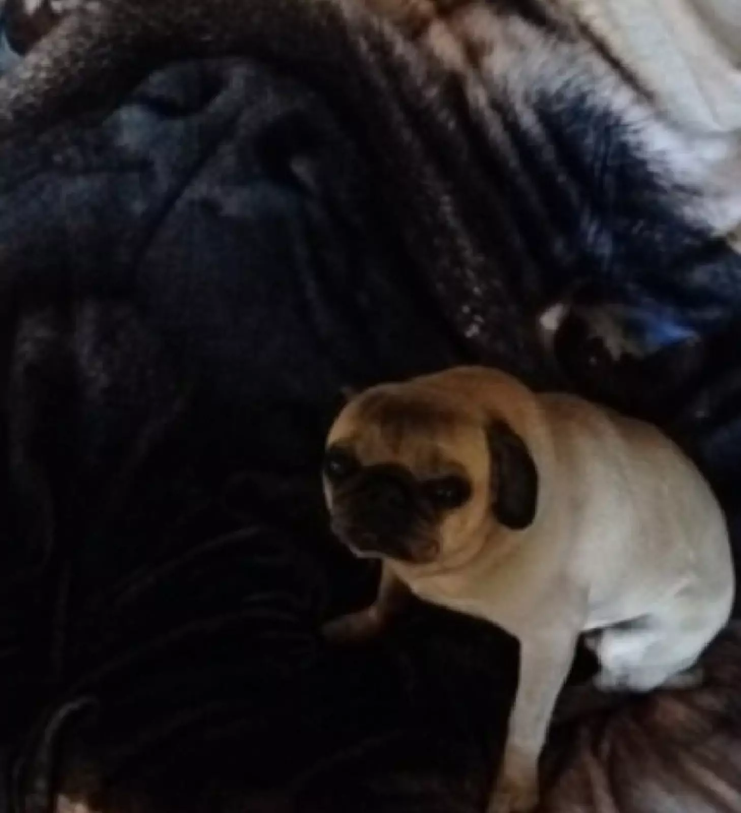 «Зачем ты это купил?» «Зачем ты это купил?»