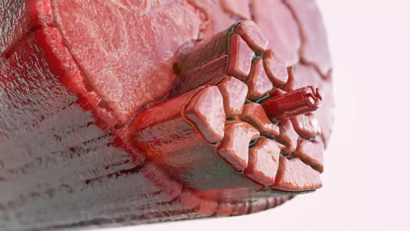 можно обратить старение мышечных клеток вспять, не перепрограммируя клетки до эмбрионального плюрипотентного состояния. можно обратить старение мышечных клеток вспять, не перепрограммируя клетки до эмбрионального плюрипотентного состояния.