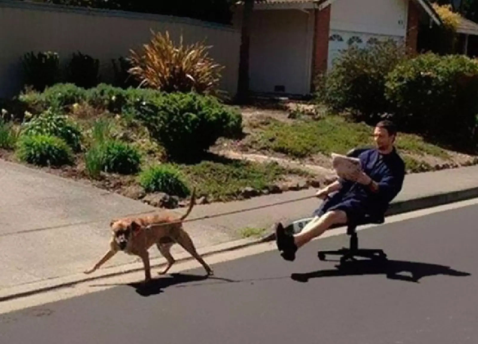 Как правильно гулять с собакой. Как правильно гулять с собакой.